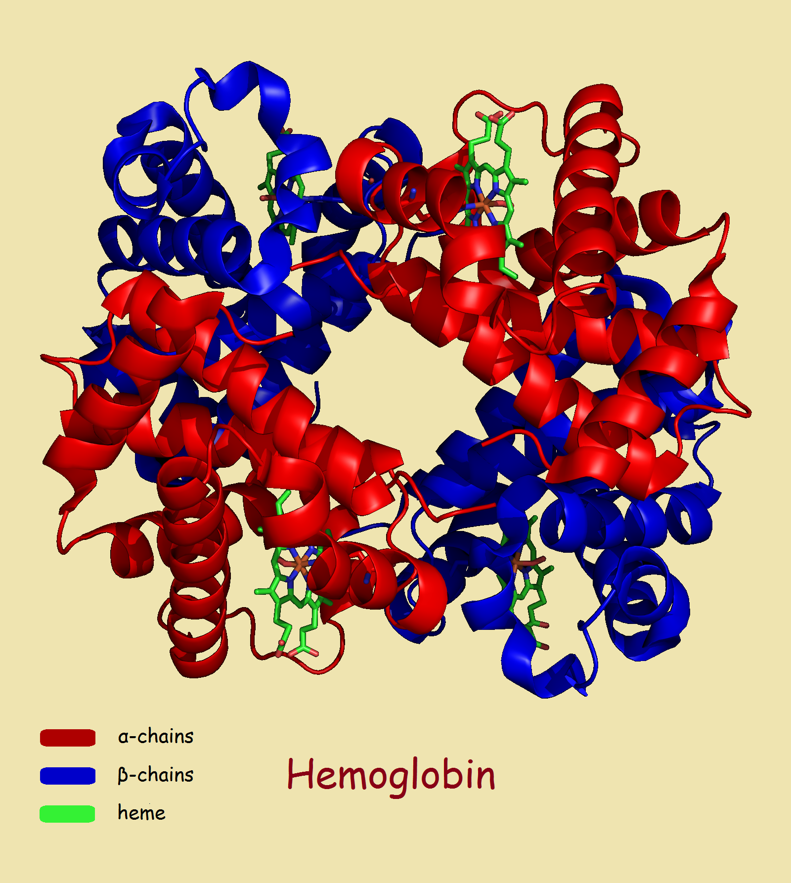 Hb antibody