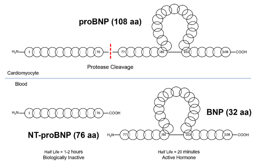 Anti-NT-proBNP mAb