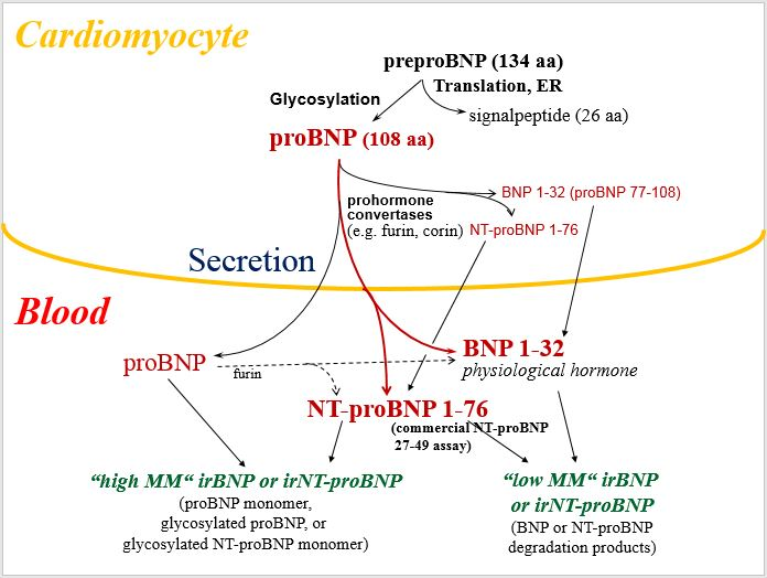 NT-proBNP多抗