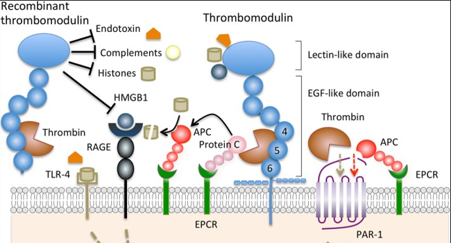 血栓调节蛋白（TM）抗体