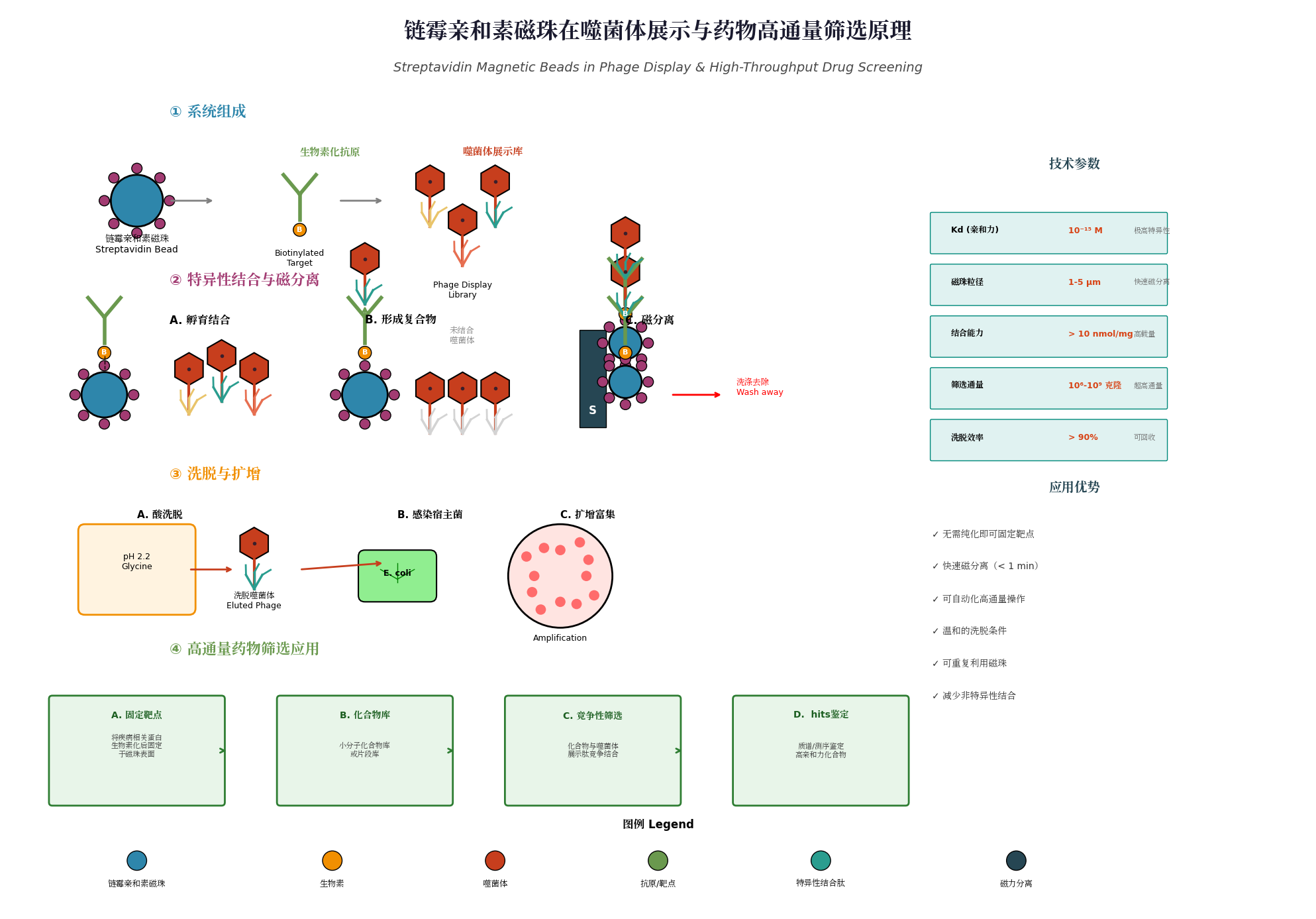 链霉亲和素磁珠在噬菌体展示与药物高通量筛选中应用